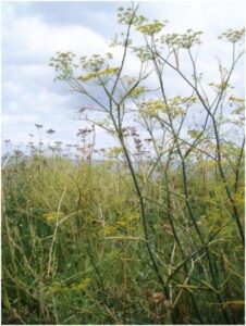 Foeniculum Vulgare: Try Your Hand at Fennel